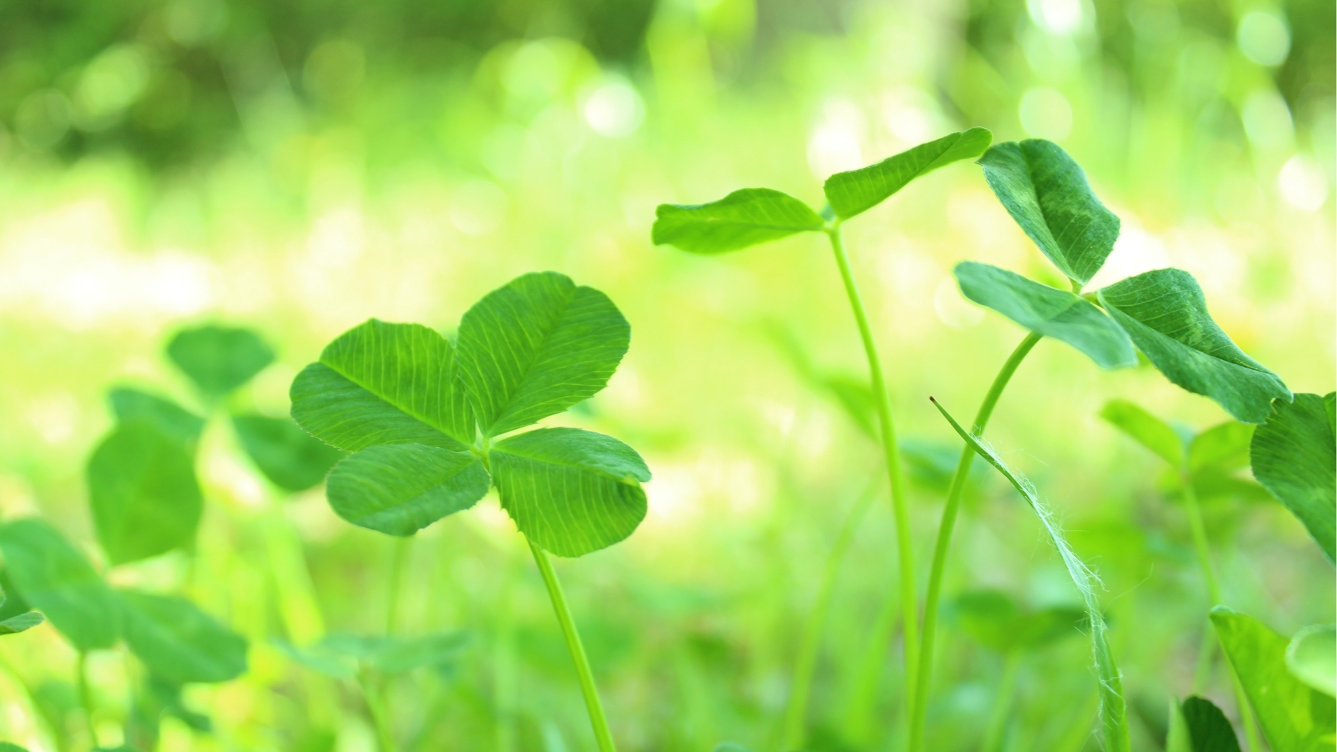 社会福祉法人真正福祉会は保育と介護を通して地域社会に貢献します。